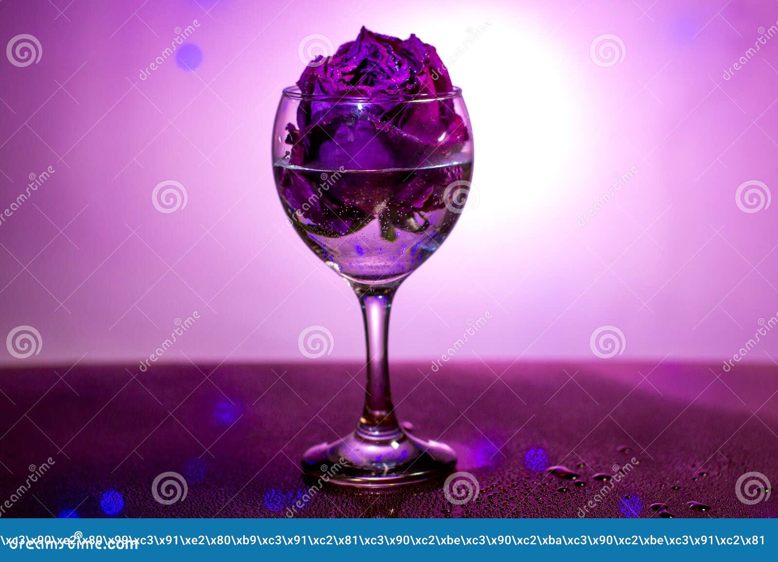 A Dried Rose in a Wine Glass Stock Photo Image of flower, pink 128162358