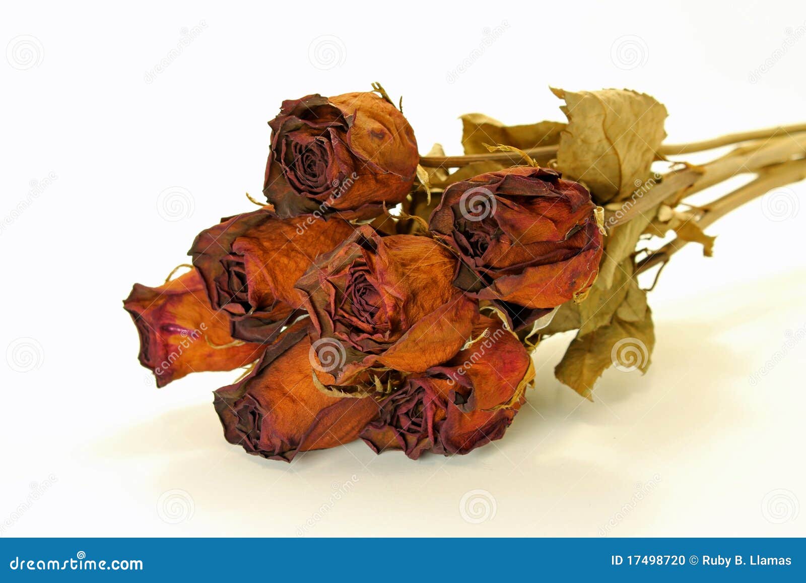 Dried Roses stock photo. Image of decor, crafts, aging - 17498720