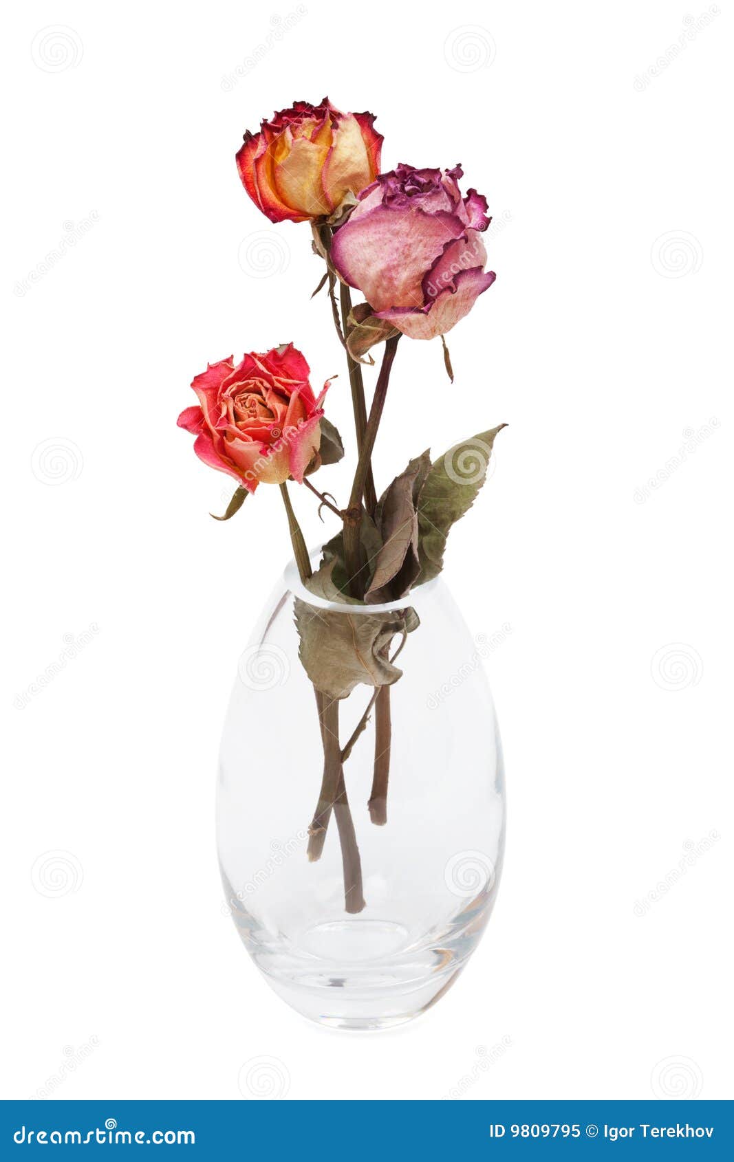 Dried Roses Stock Photo - Download Image Now - Vase, Wilted Plant