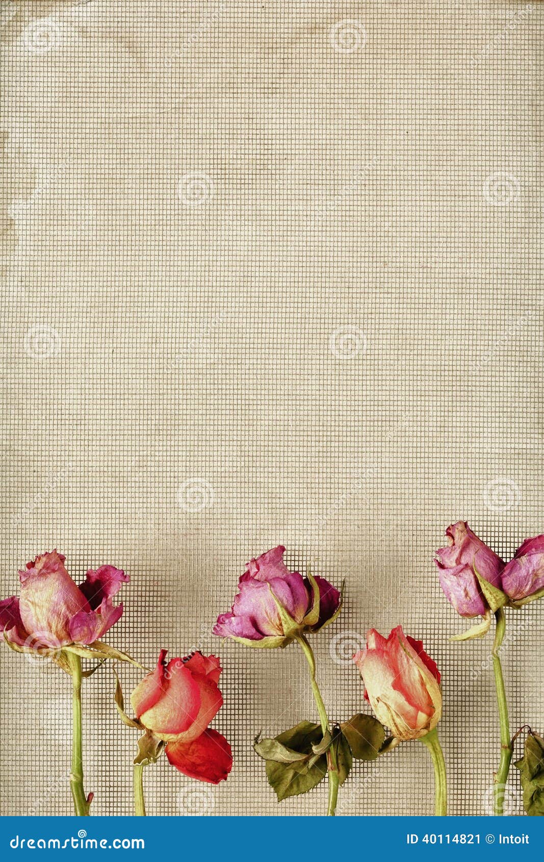 Dried Roses Frame stock image. Image of paper, pink, colourful 40114821