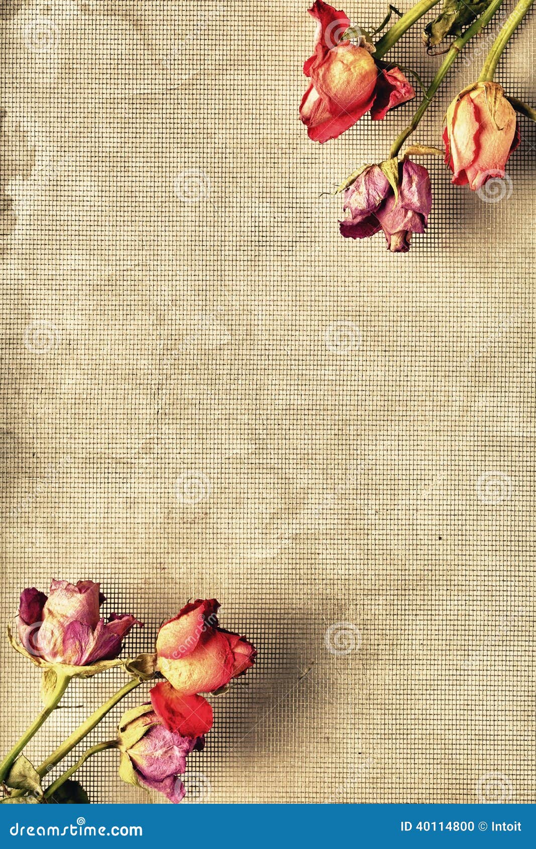 Dried Roses Frame stock photo. Image of paper, vertical 40114800