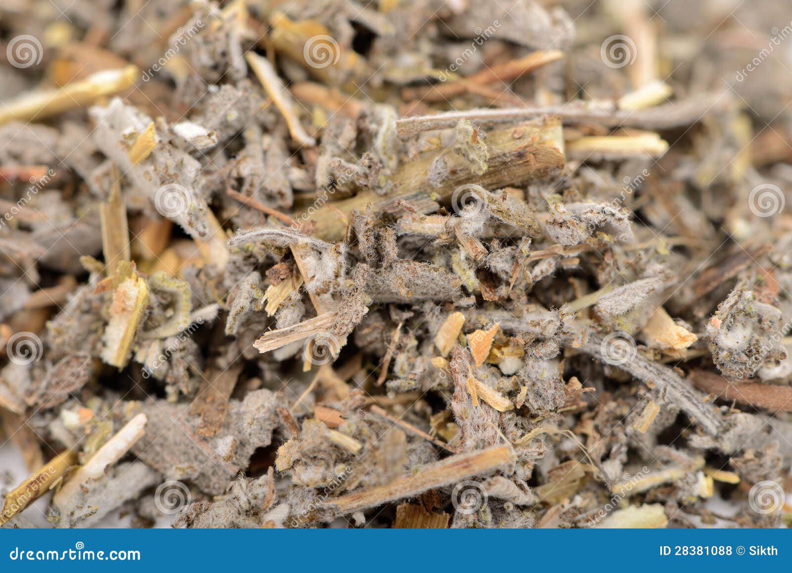 Dried Salvia Officinalis (Sage) Herb CloseUp Royalty Free Stock Photos
