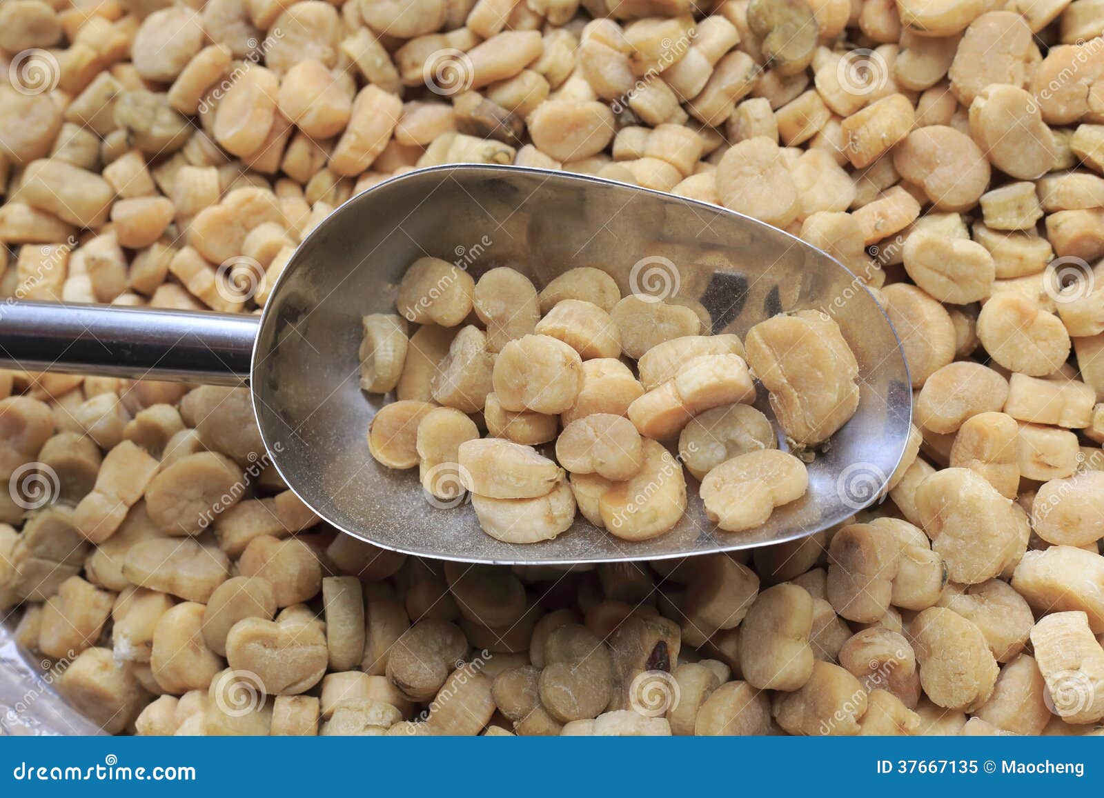 Dried scallop stock image. Image of scallop, medical 37667135