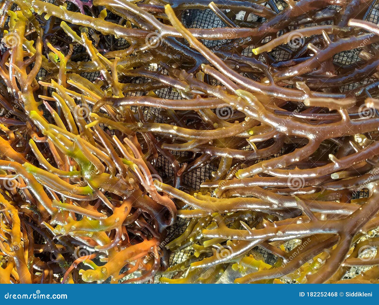 Dried Seaweed for Ingredients Stock Photo Image of flower, vegetable 182252468