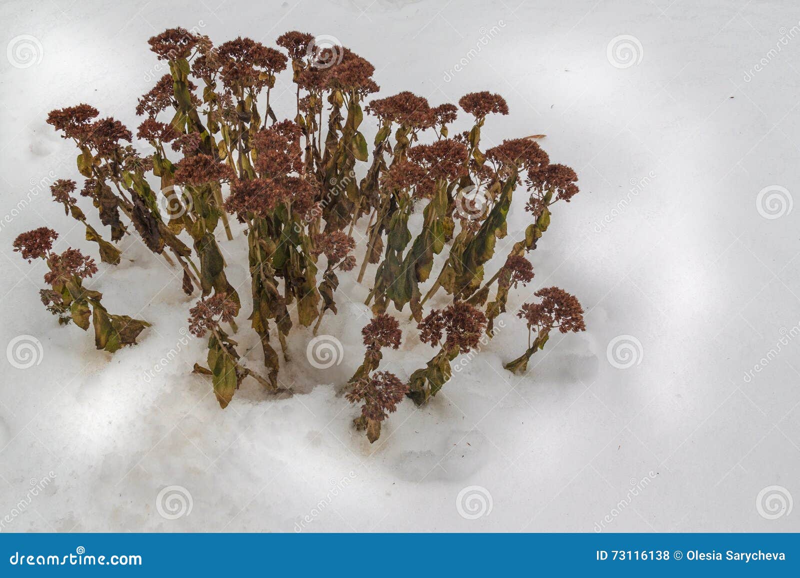 Dried sedum in the winter stock photo. Image of botanical 73116138