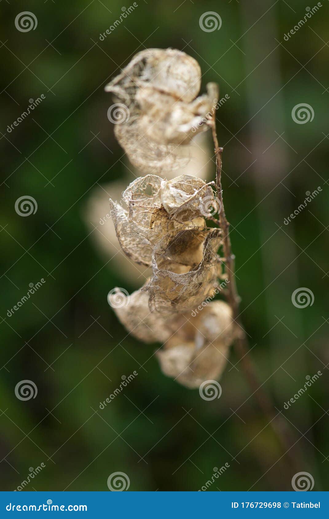 dried seeds of field pennycress, thlaspi arvense on greenbackground