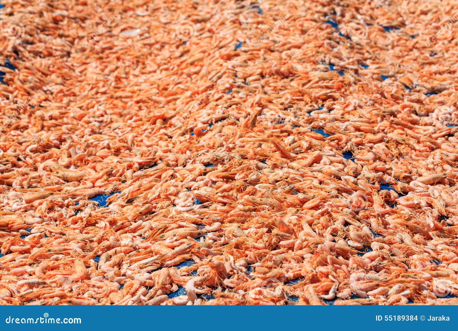 Dried shrimp stock photo. Image of smell, condiment, fresh 55189384