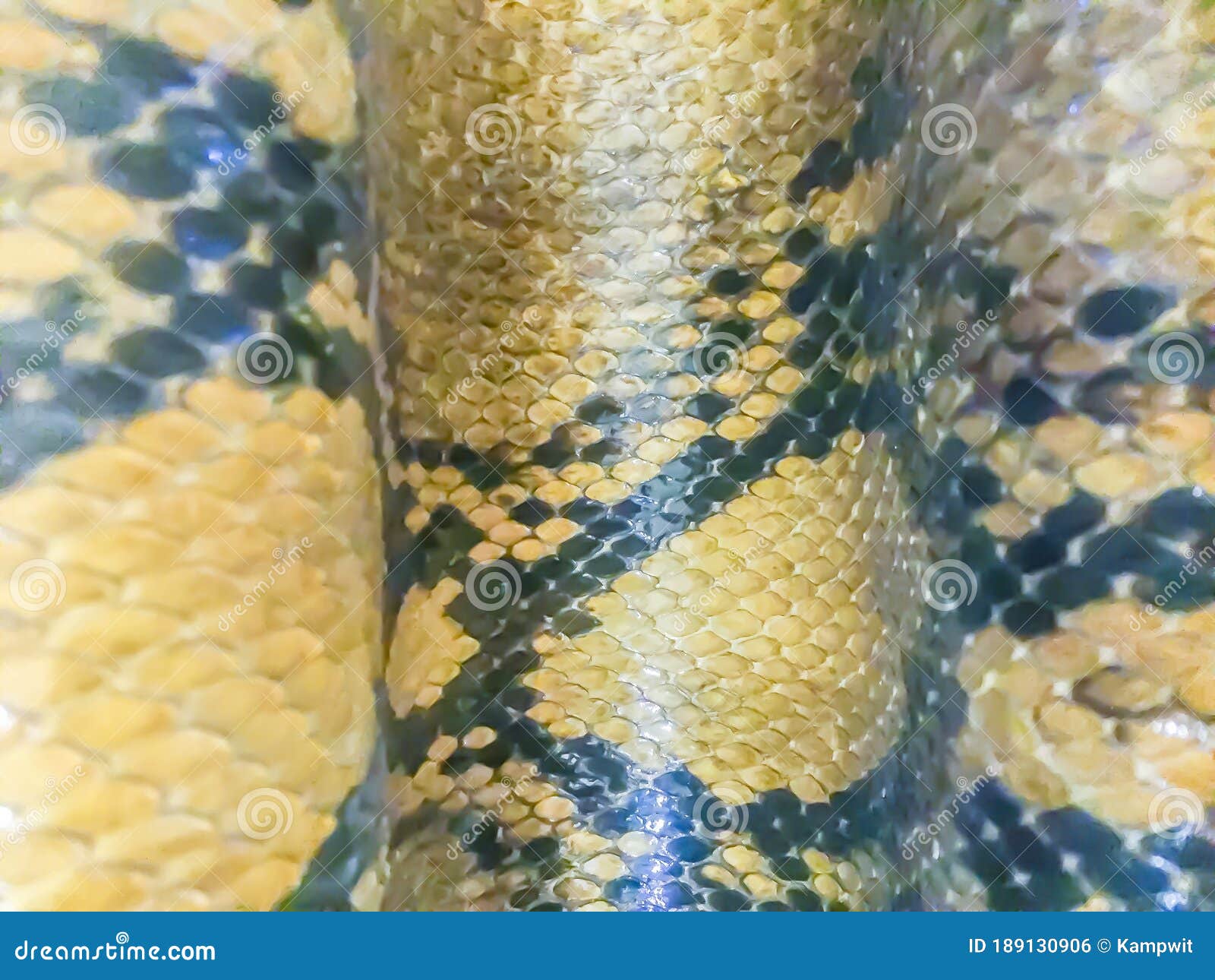 Reticulated Python Teeth