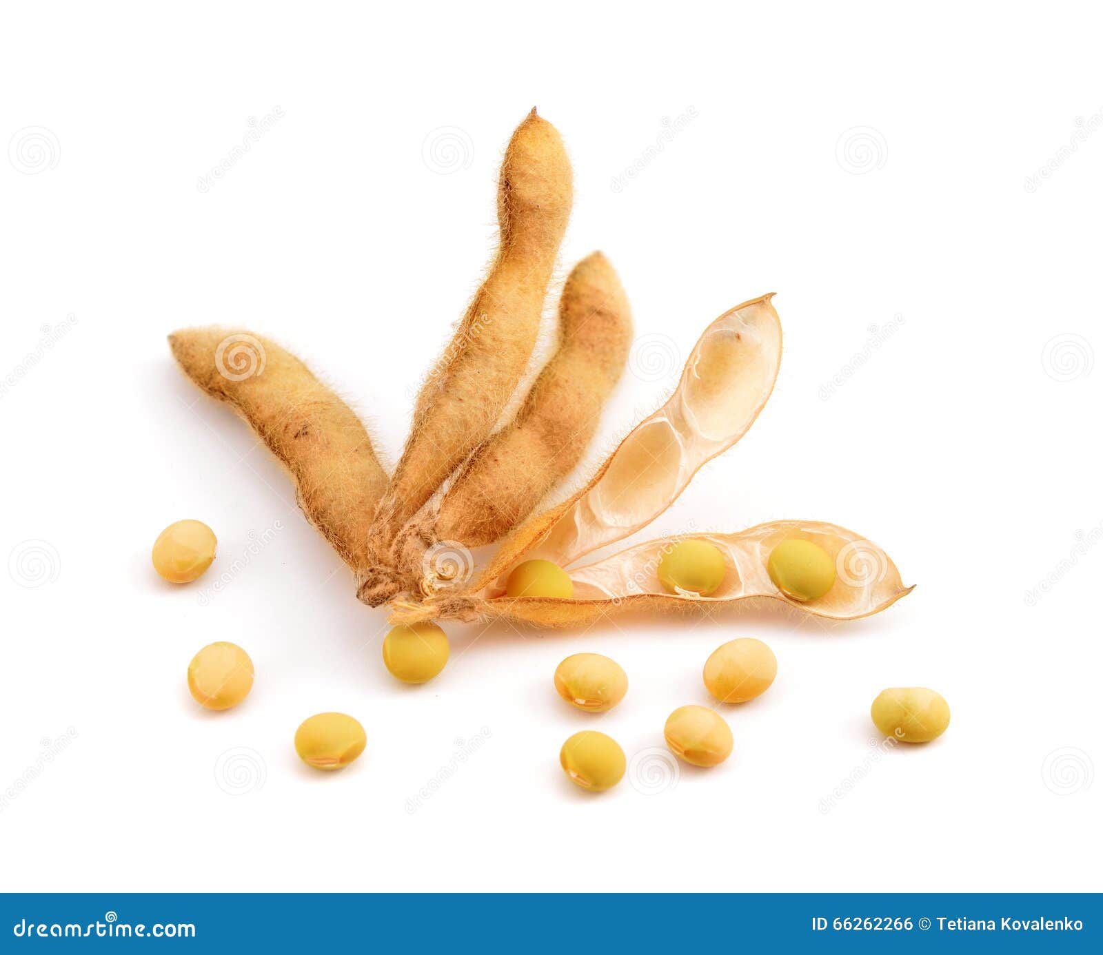 Dried Soy Pods with Seeds. Isplated on White Background. Stock Photo ...