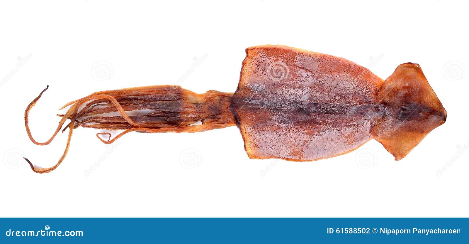 Dried squid stock photo. Image of animal, horizontal 61588502