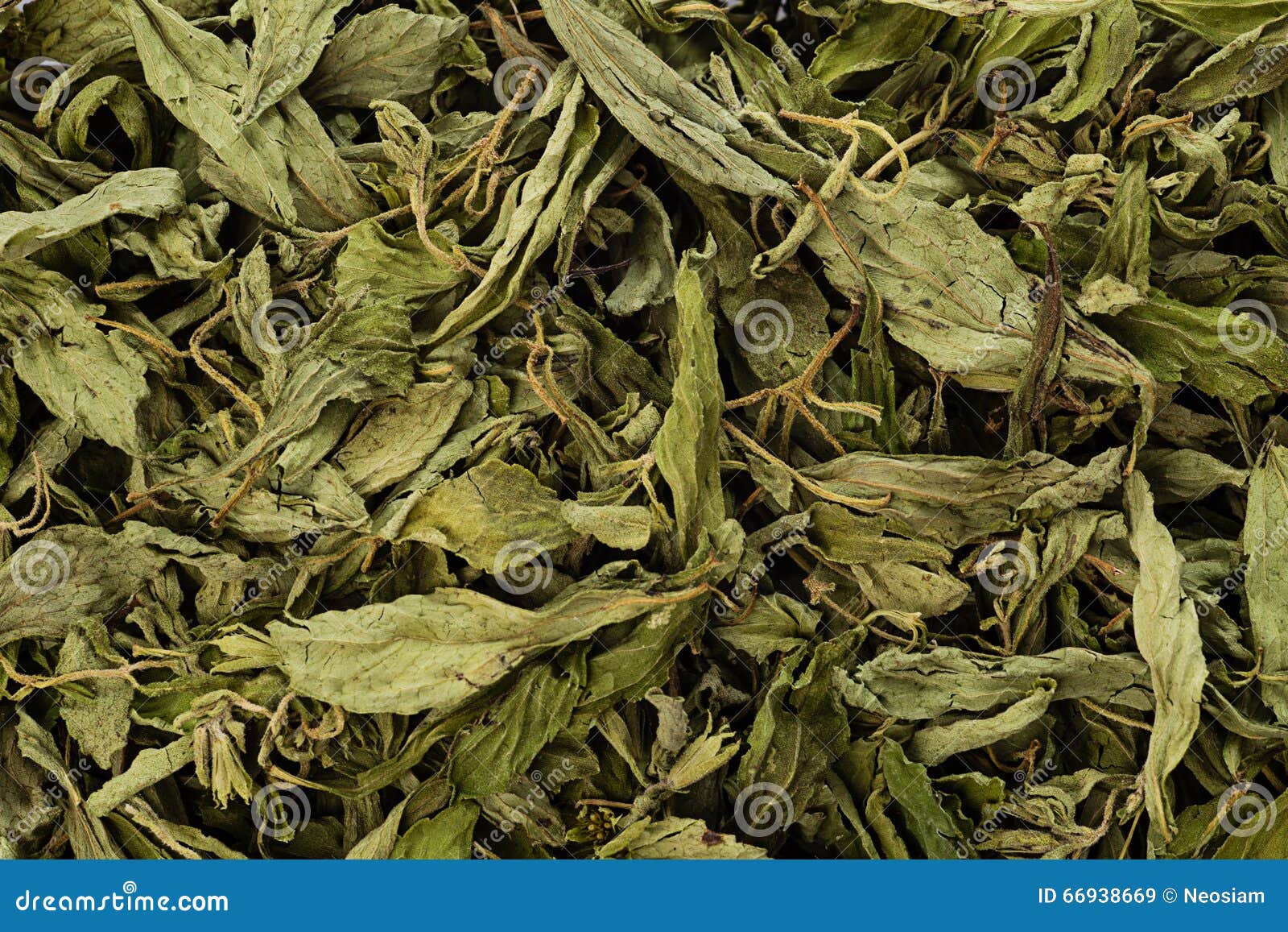 Dried Stevia Rebaudiana Bertoni Stock Image Image of plant, leaf