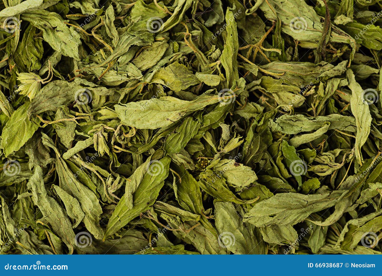 dried stevia rebaudiana bertoni