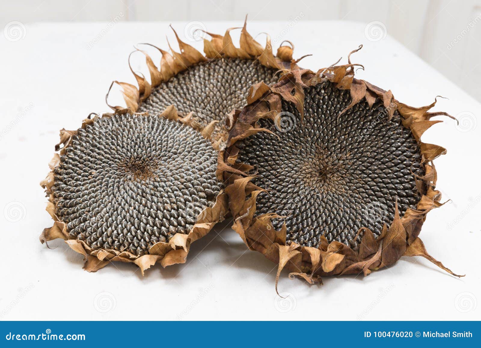 Dried sunflower heads stock photo. Image of detail, harvest - 100476020