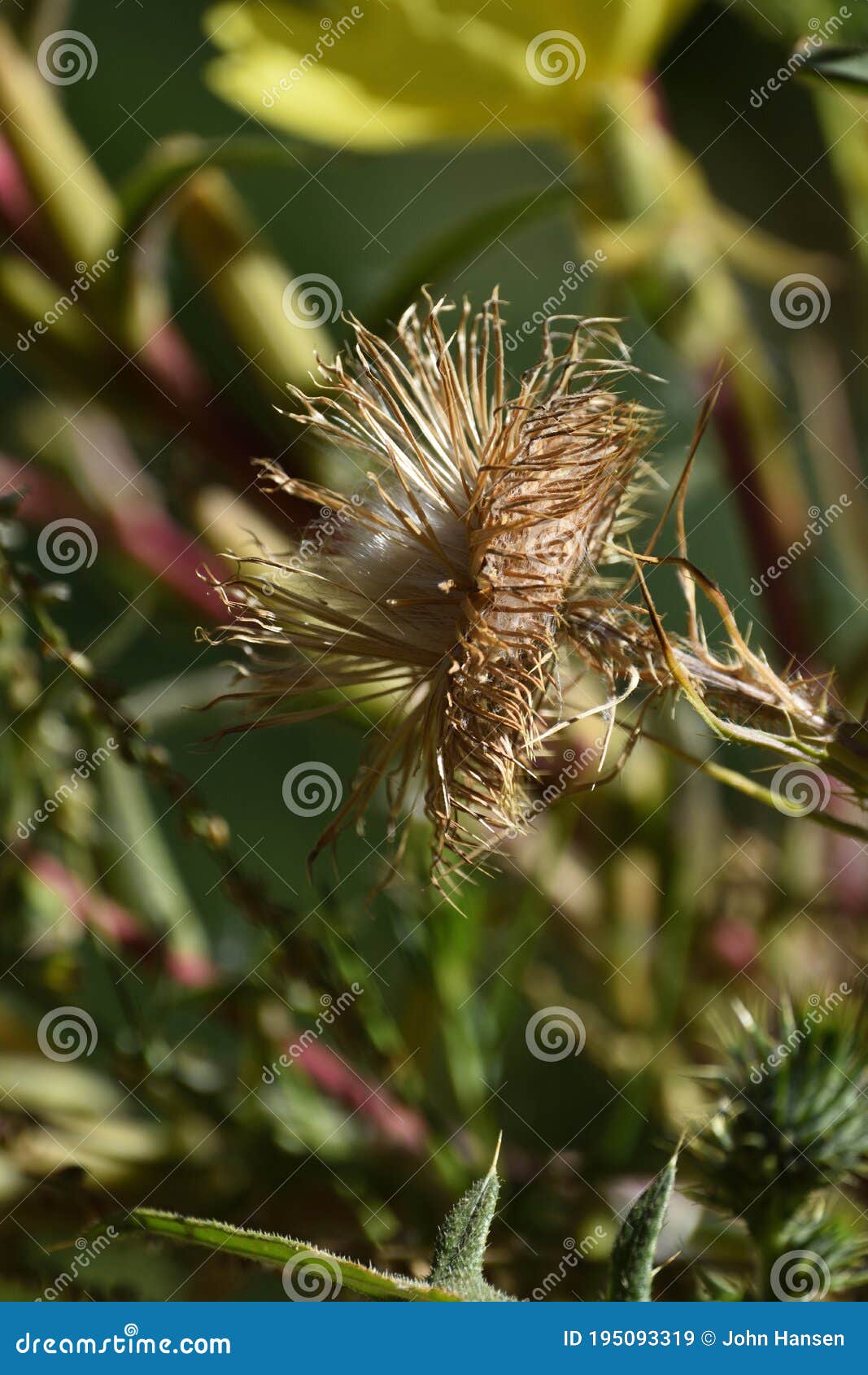 Dried thistle stock image. Image of dried, scottish 195093319