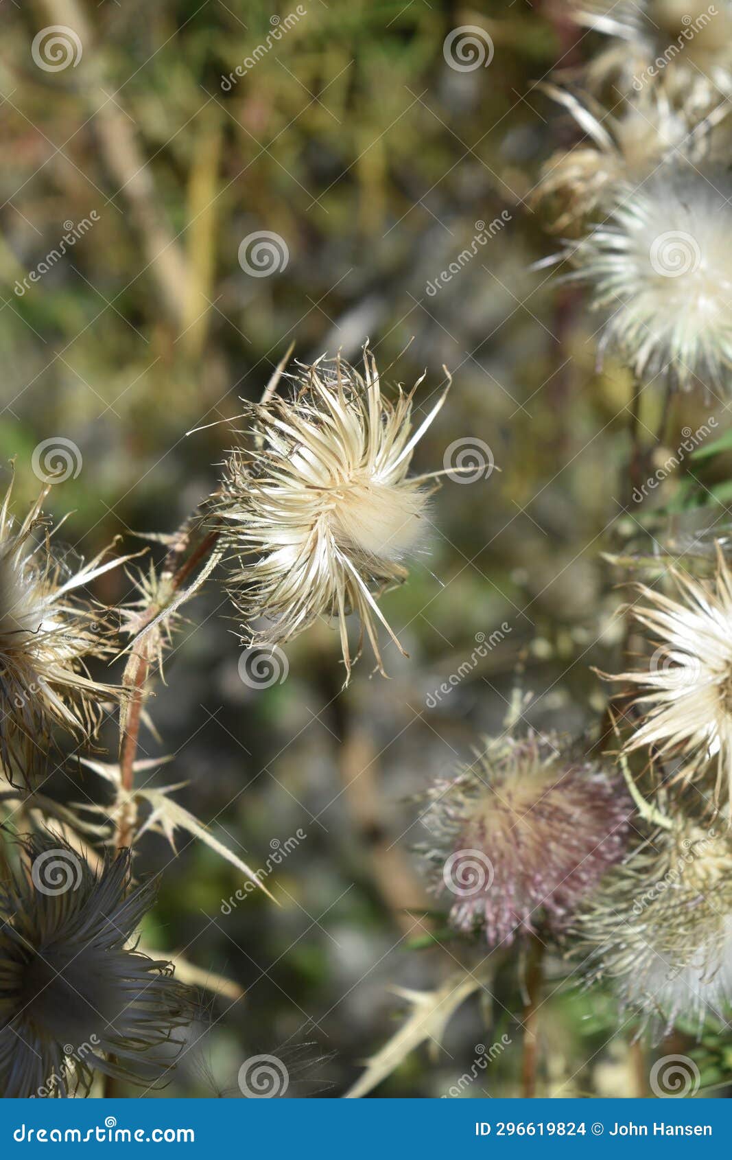 Dried thistle stock photo. Image of remains, prairie 296619824