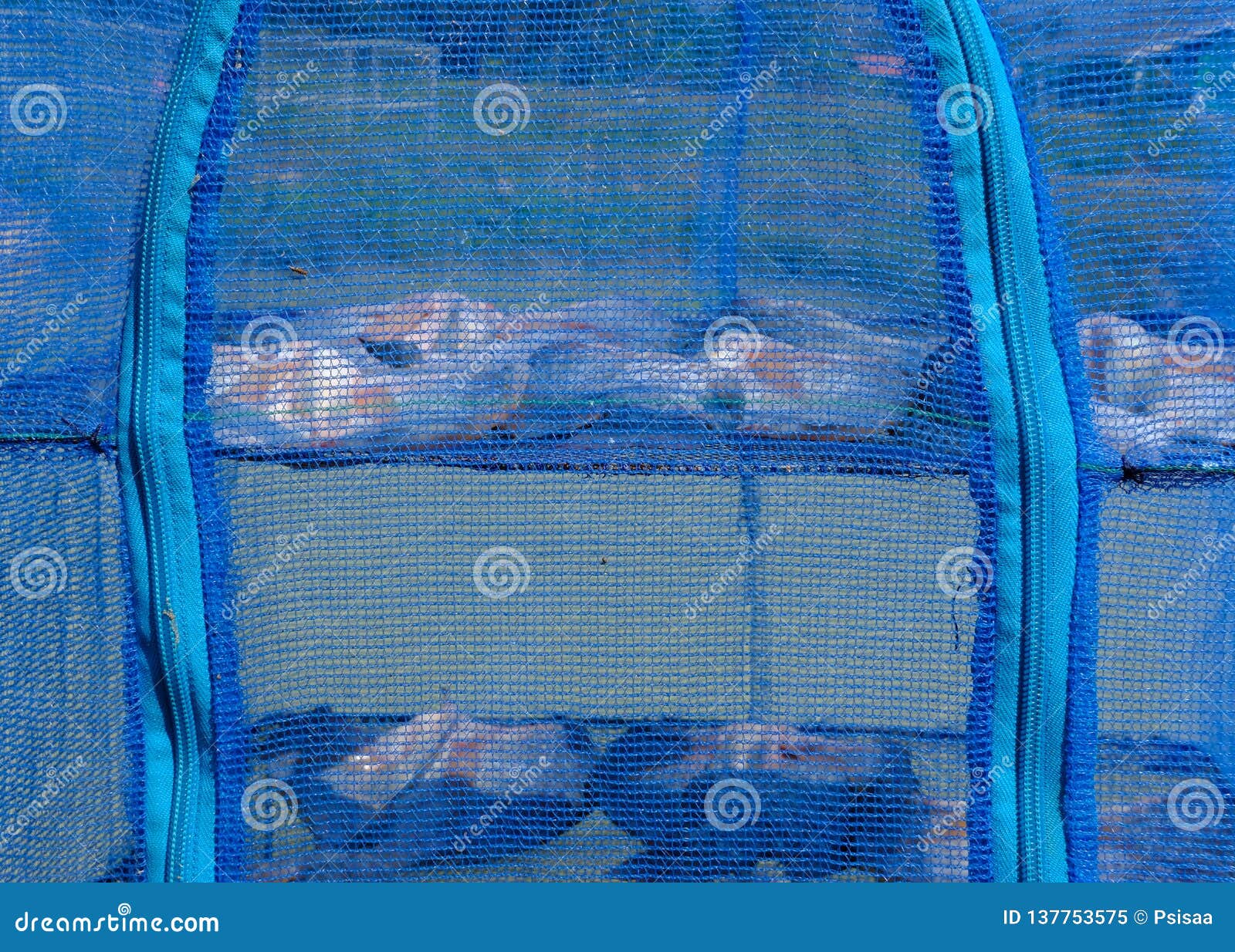 Dried Tilapia Fillet. Fish Drying by Sunlight Stock Image Image of