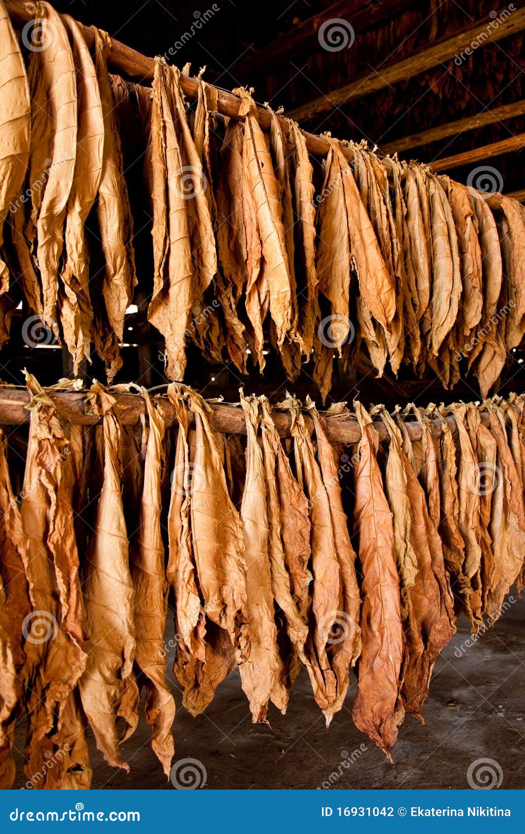 Dried tobacco leaves stock photo. Image of cuba, prepare - 16931042