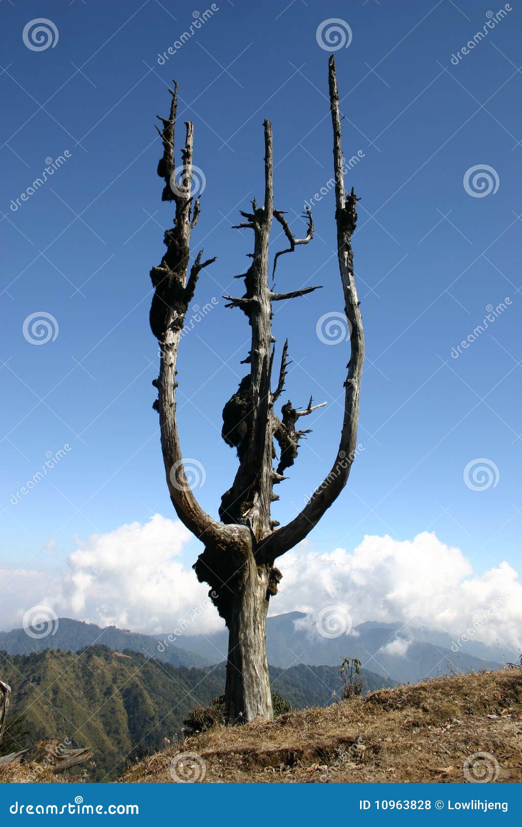 Dried tree stock photo. Image of blue, alpine, grey, loneliness 10963828