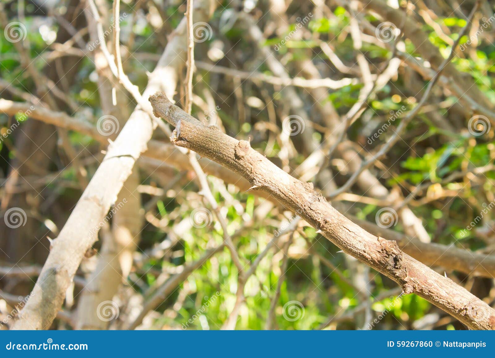 Dried tree branch stock photo. Image of branches, tree 59267860