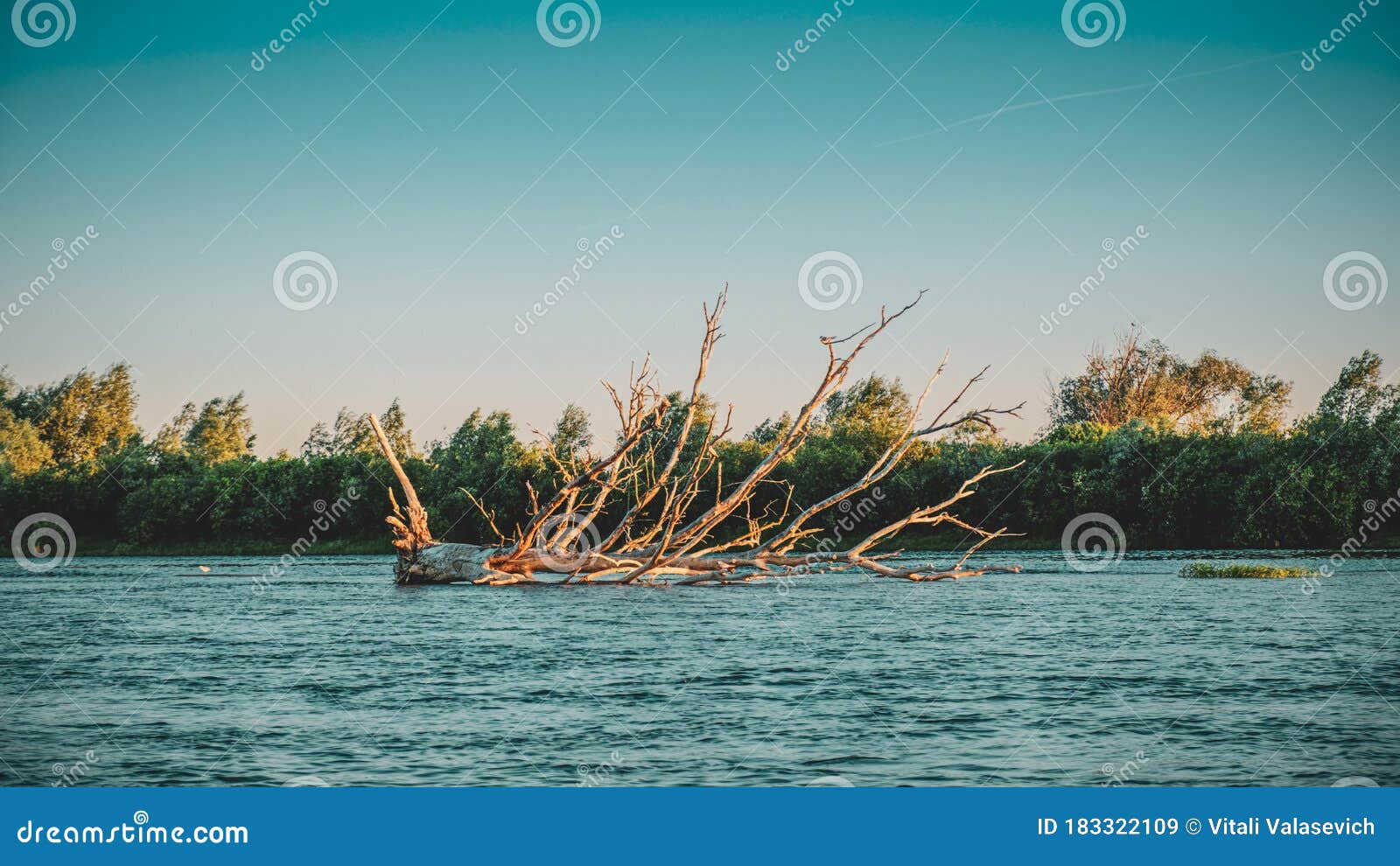 Dried Tree in the Middle of the River. Snag Stock Image Image of river, season 183322109