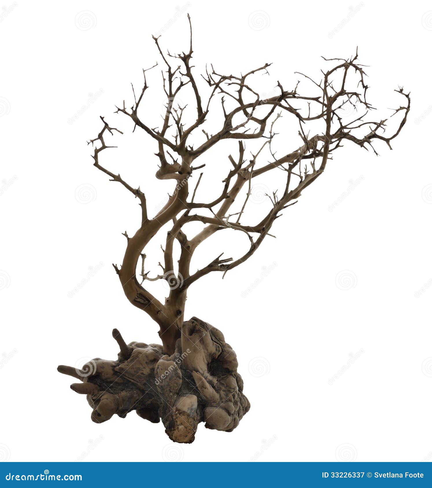 Dried Tree with Roots stock image. Image of root, twig 33226337