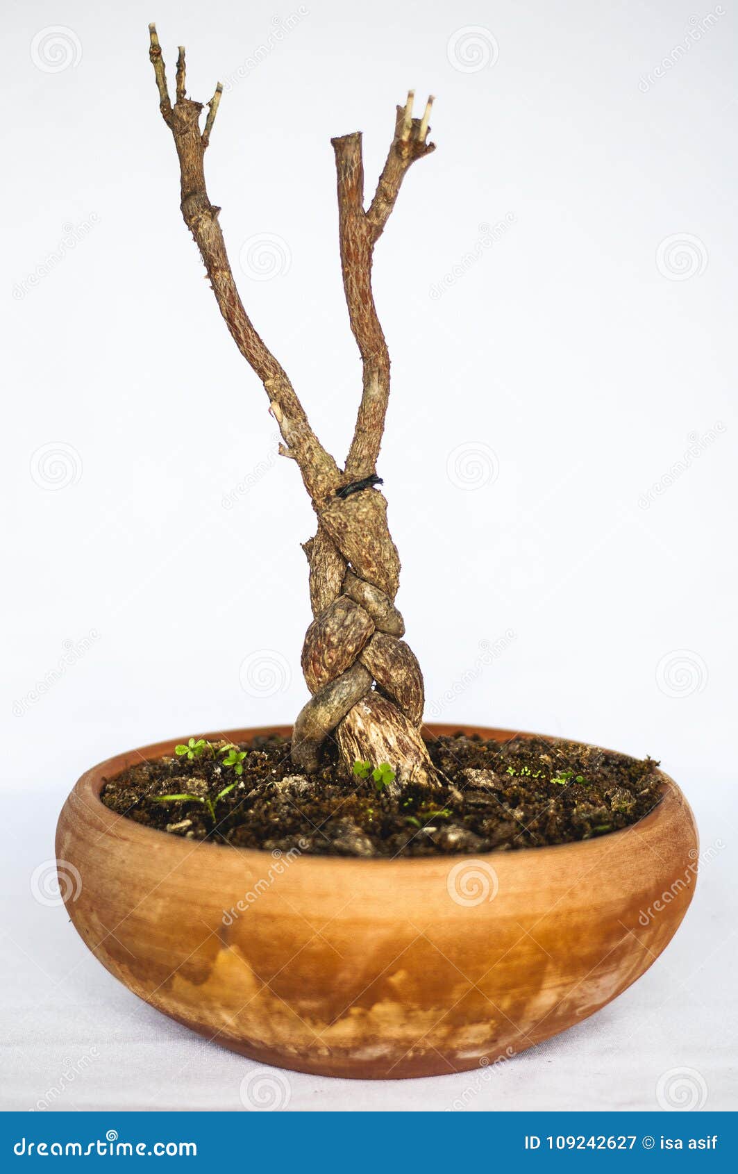 Dead dried bonsai plant stock image. Image of ginger 109242627