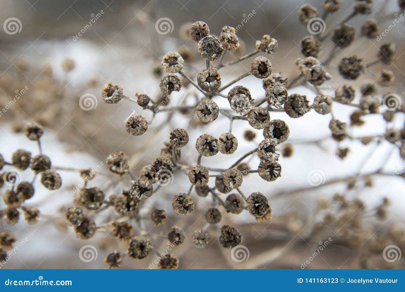 Feminine Concept Of Light Blue Background With Dried Wildflowers
