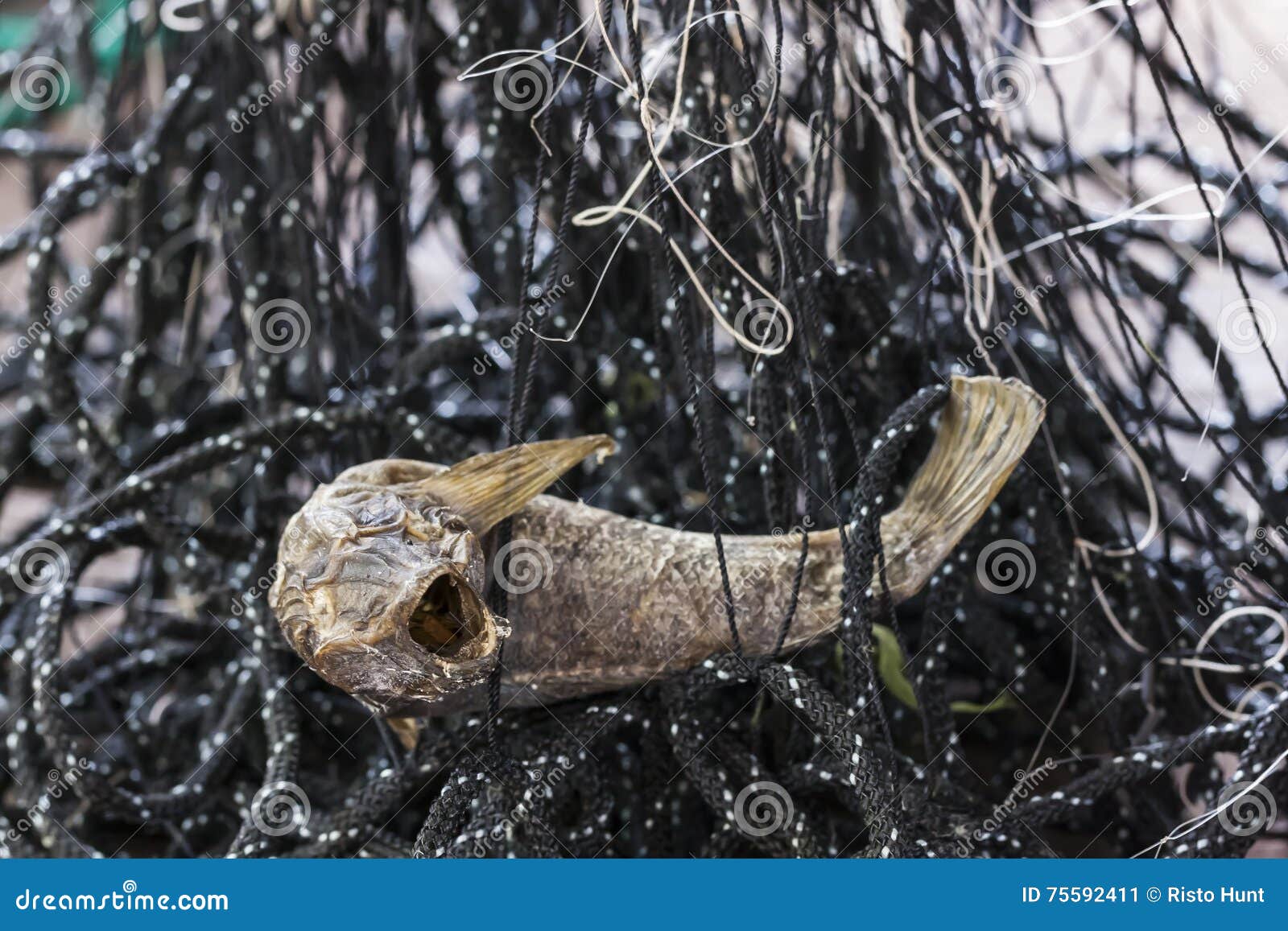 Dried Up Fish in a Fishing Net Stock Image Image of fauna, sealife