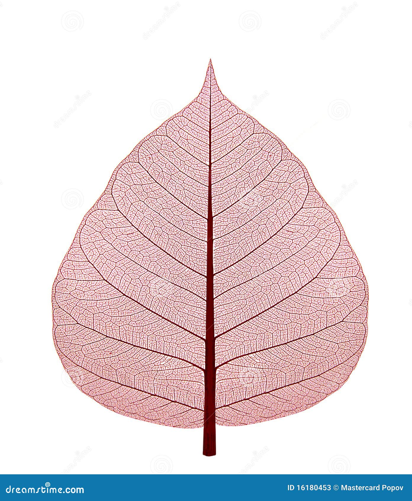 Dried up leaf stock image. Image of structure, light 16180453