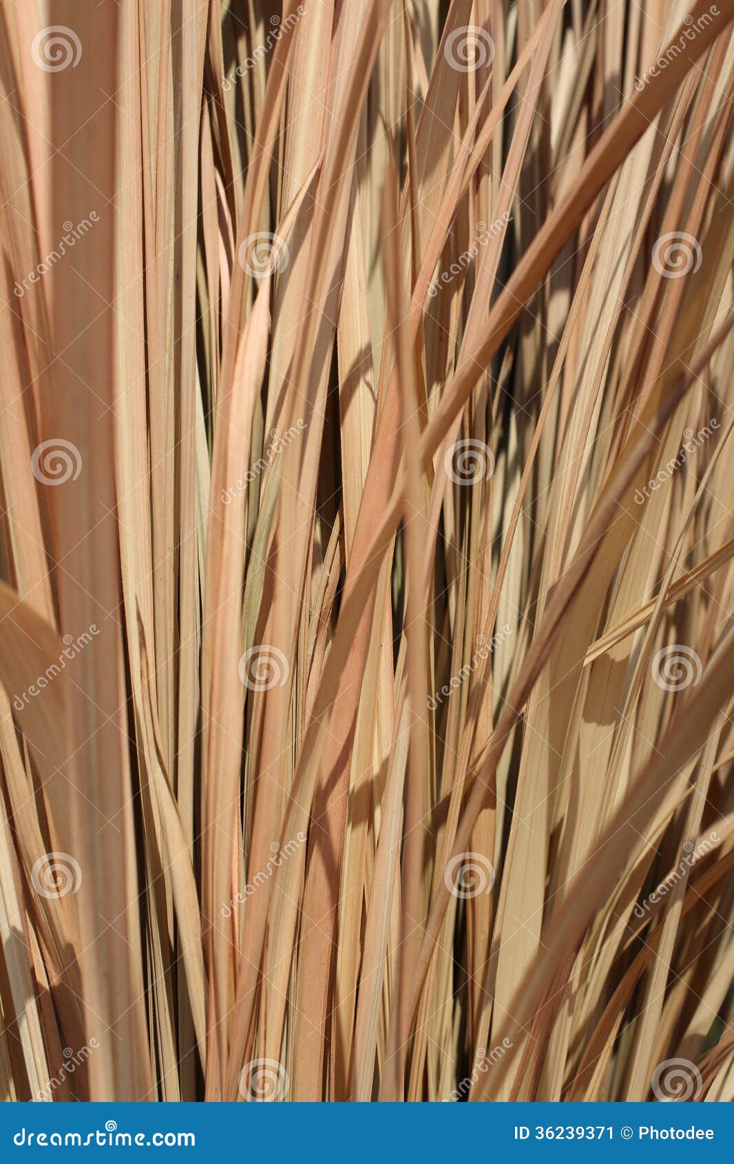 Dried vetiver stock image. Image of wallpaper, background 36239371