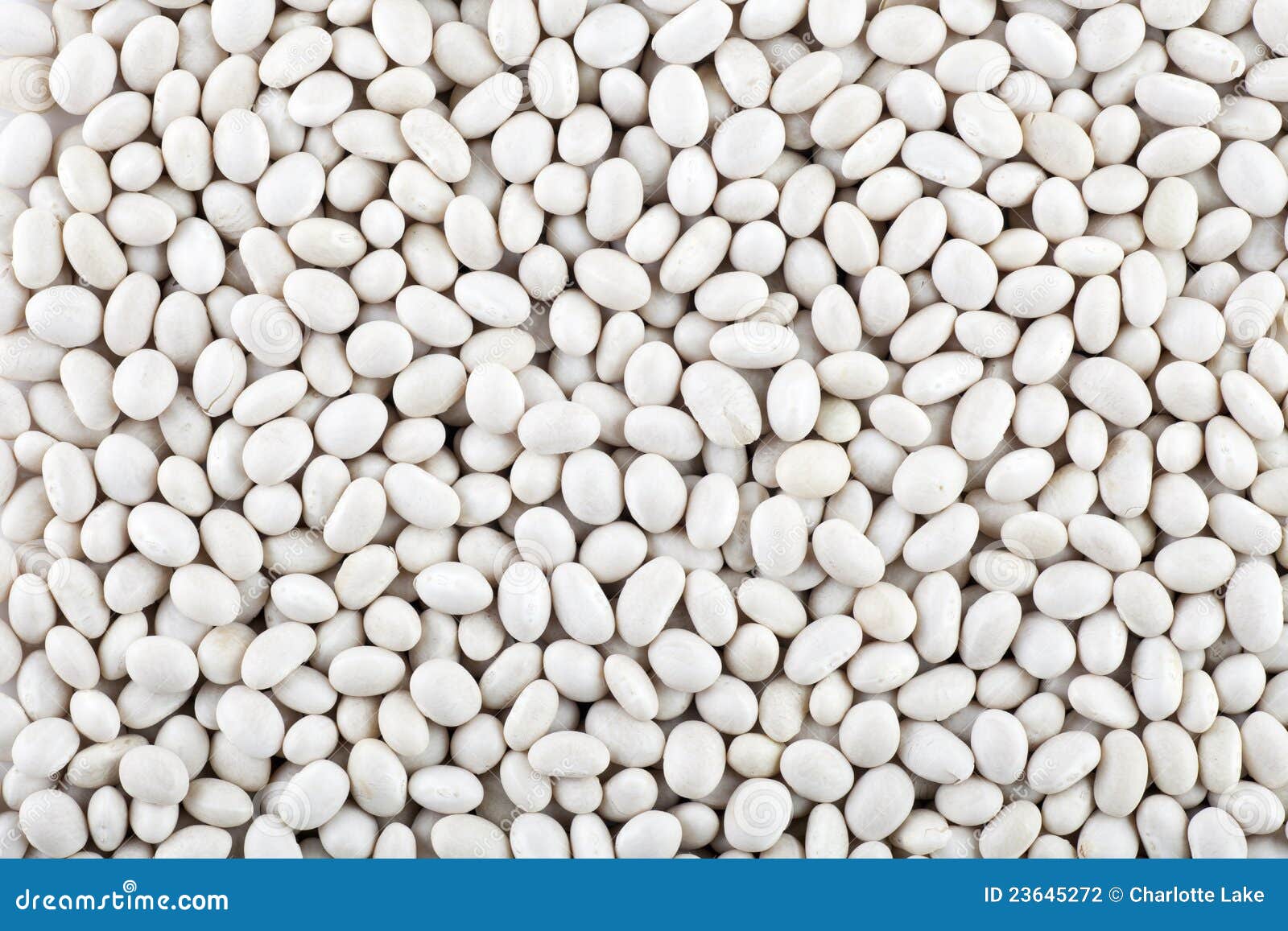 Dried White Beans stock photo. Image of ingredient, food 23645272