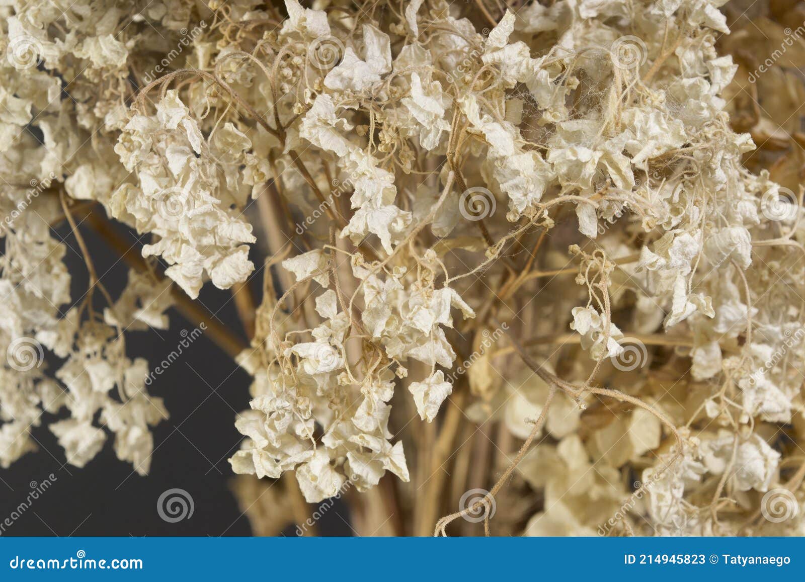Dried white flowers stock image. Image of yellow, decorations 214945823