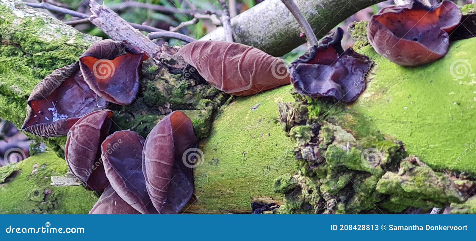 Dried wood ear mushrooms stock image. Image of tree 208428813