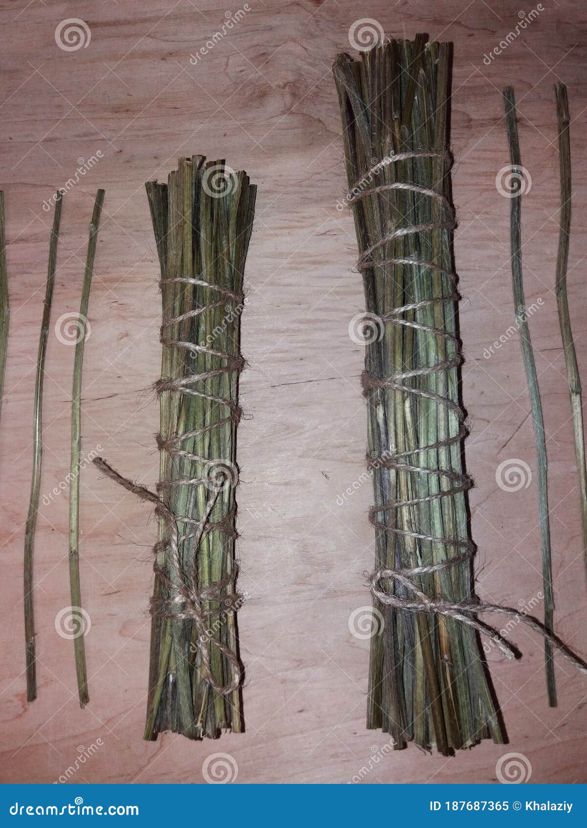 Dried Yarrow Stems for I Ching Divination Stock Image Image of plant