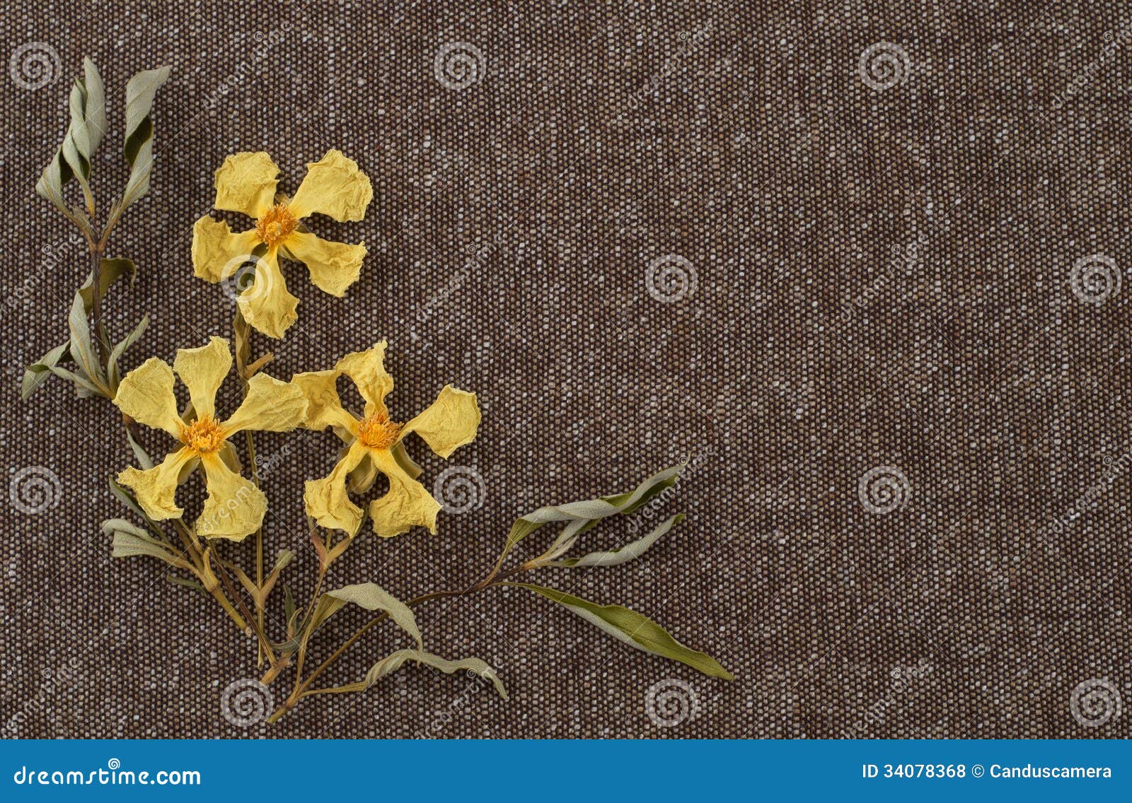 Dried Yellow Flowers on Tweed Fabric with Background Space or Room for Your  Words Stock Photo - Image of arranged, colors: 34078368
