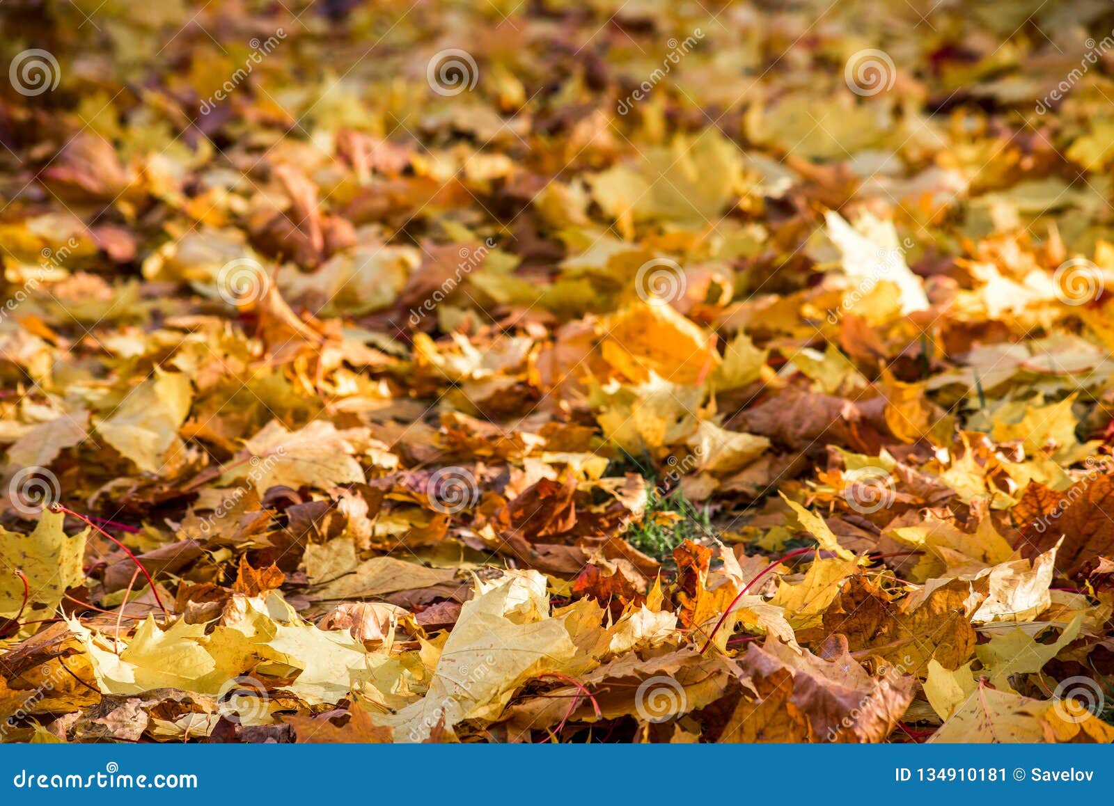 Dried yellow maple leaves stock image. Image of environment 134910181