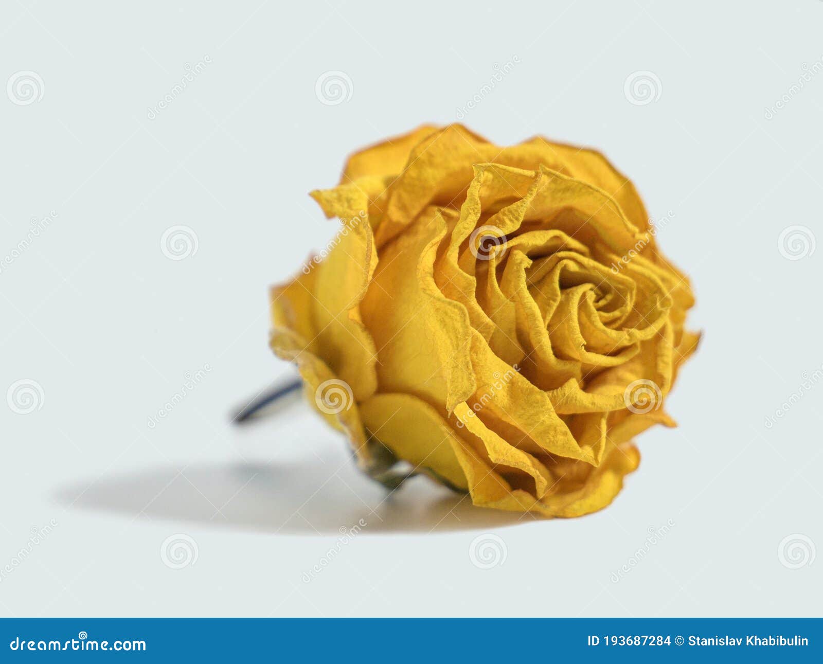 Dried Yellow Rose Flower Head Stock Photo Image of romance