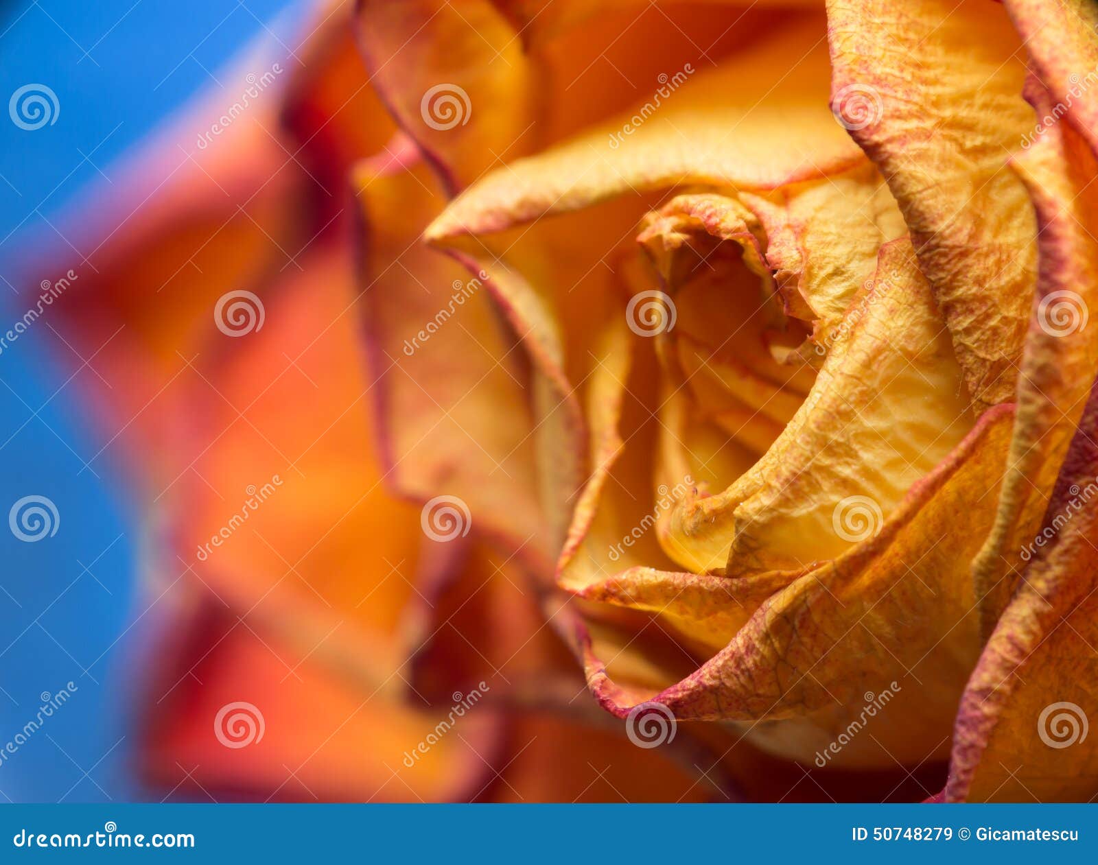 Dried yellow rose stock image. Image of lost, dried, flower 50748279