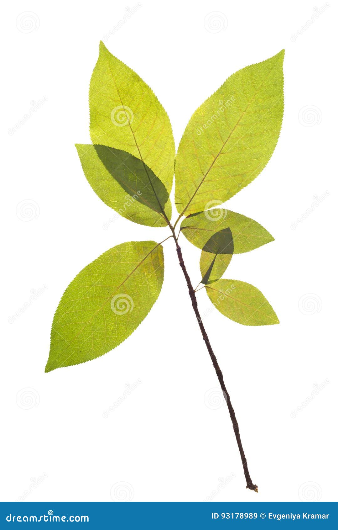 Dried Young Twig of Bird Cherry Tree for Herbarium Stock Image Image