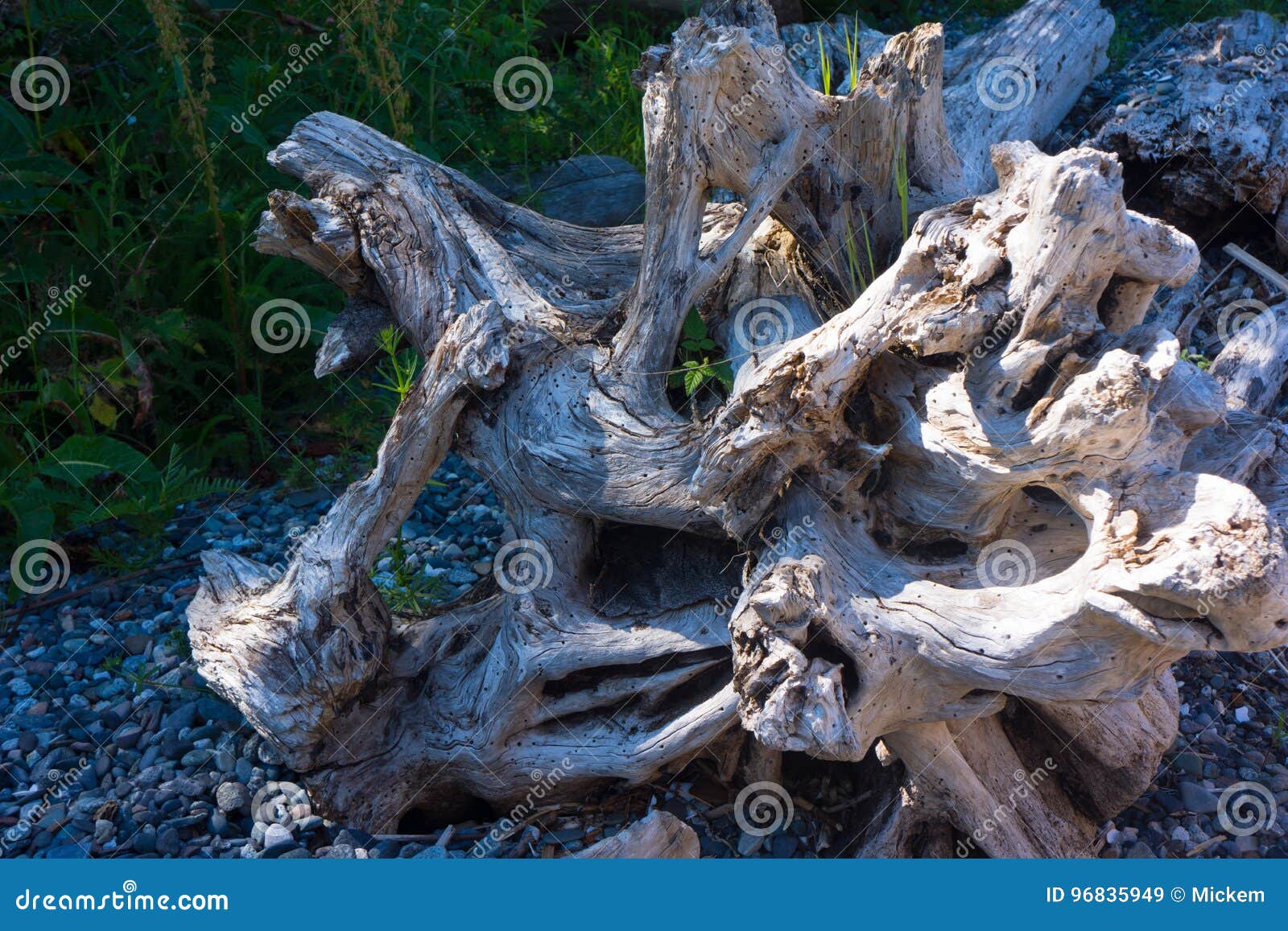 Driftwood Tree Roots stock image. Image of drift, ashore 96835949