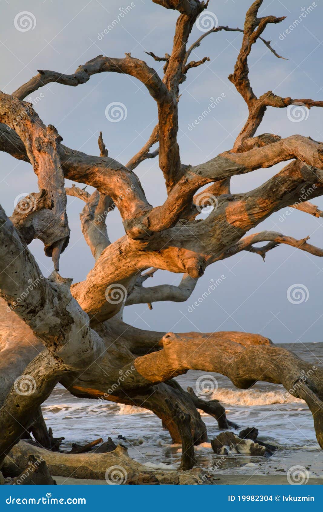 Drift Wood at the Ocean Beach. Stock Photo Image of outdoor, wood