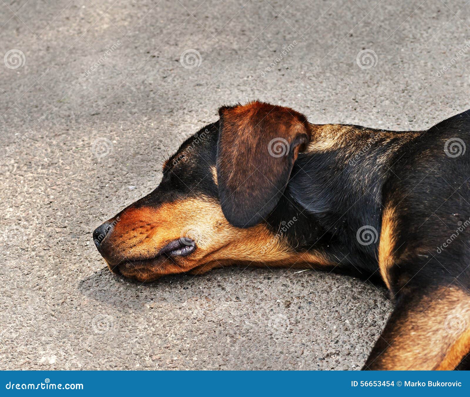 drifter yellow and black dog sleeping on asphalt