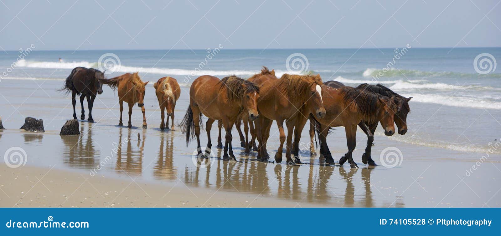 Drifters. Significant herd of wild, brown, mustang horses walking the beaches of the Outer Banks, NC. Turquoise waters and pale blue sky beyond them. Reflective, wet sand at their feet and foreground.