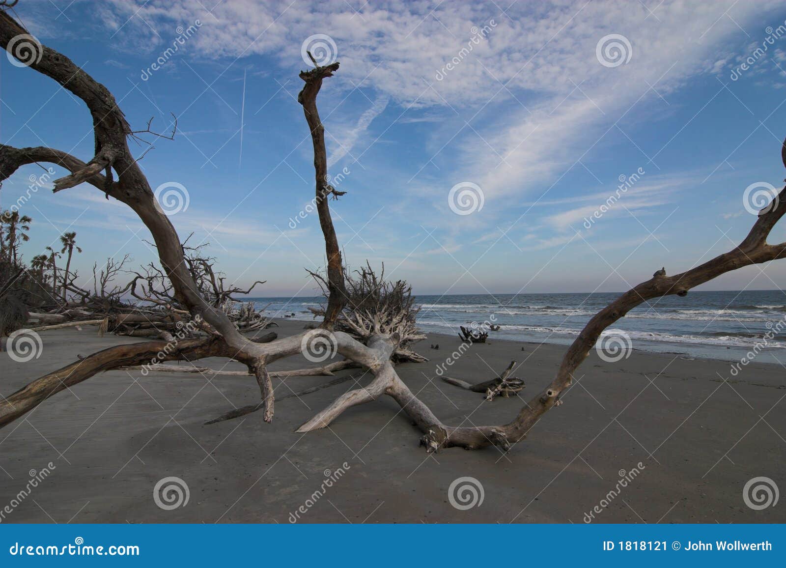 Driftwood along the ocean stock image. Image of tropical 1818121
