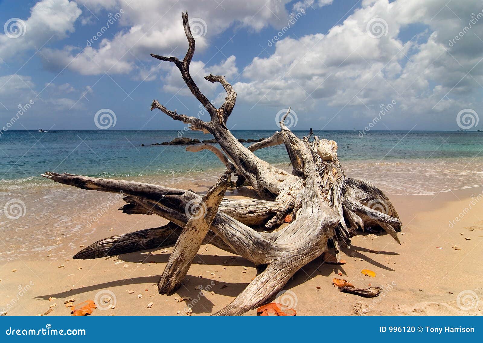 Driftwood in Barbados stock photo. Image of travel, paradise 996120