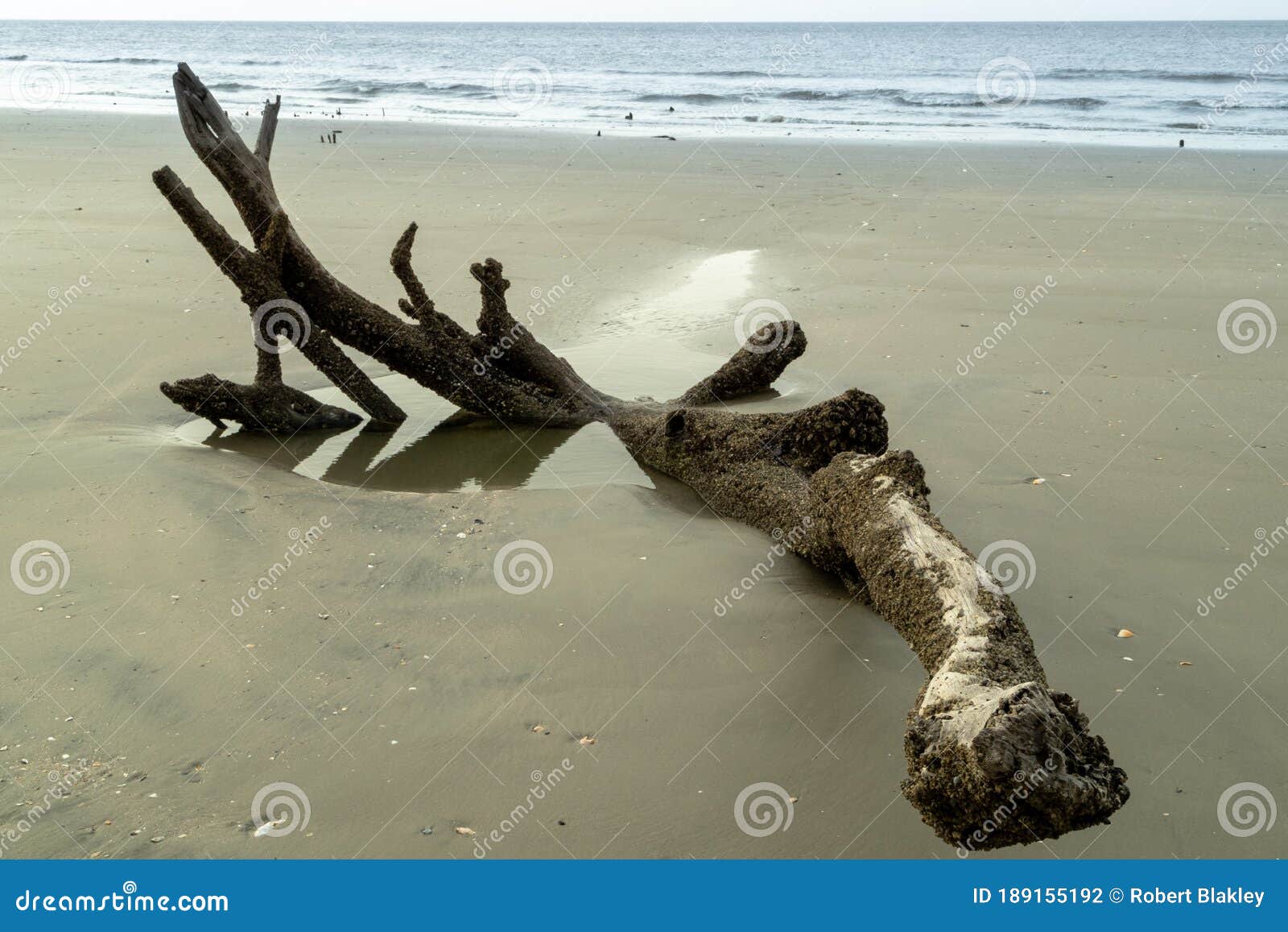 Driftwood on the Beach at Driftwood Beach in Edisto South Carolina