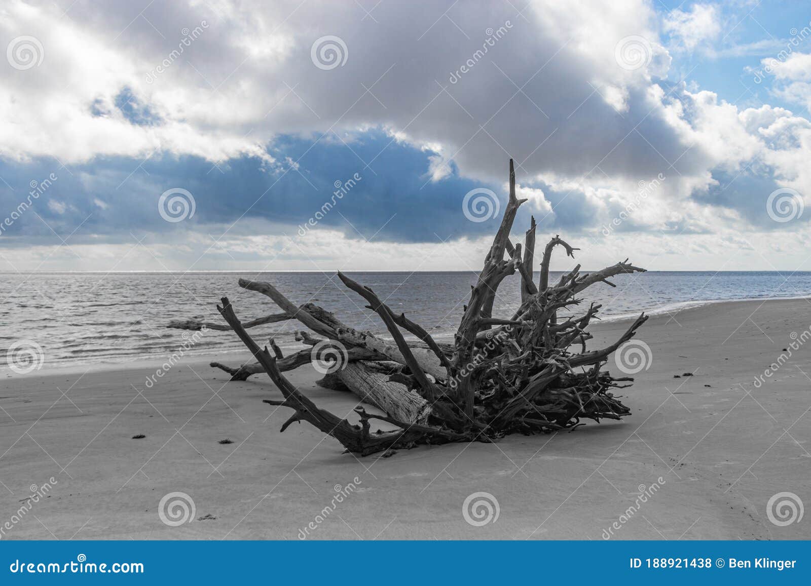 Driftwood on the Beautiful Beaches of Florida Stock Photo Image of