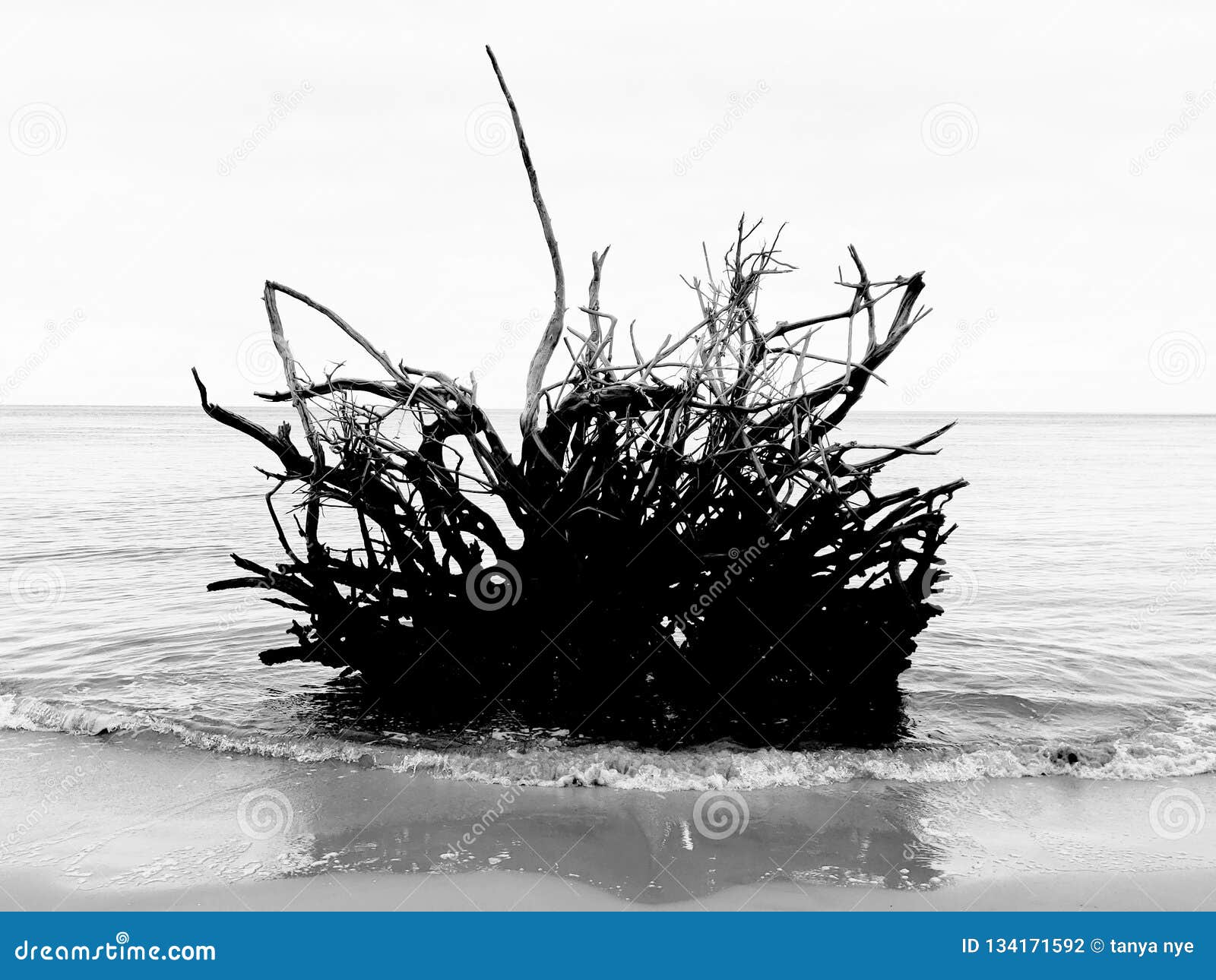 Driftwood Root stock photo. Image of root, roots, tree 134171592