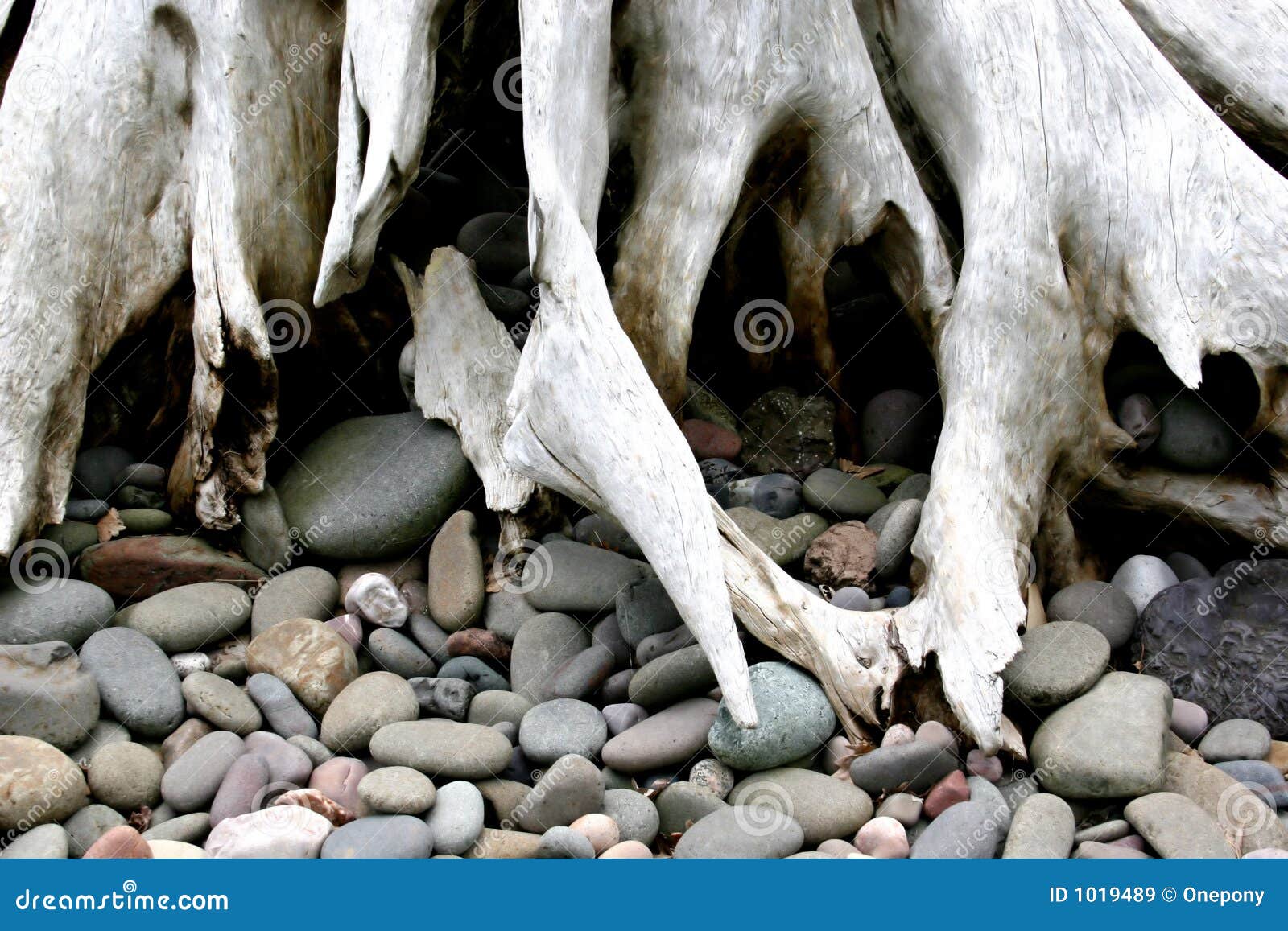 Driftwood Roots stock image. Image of root, trunk, trees 1019489
