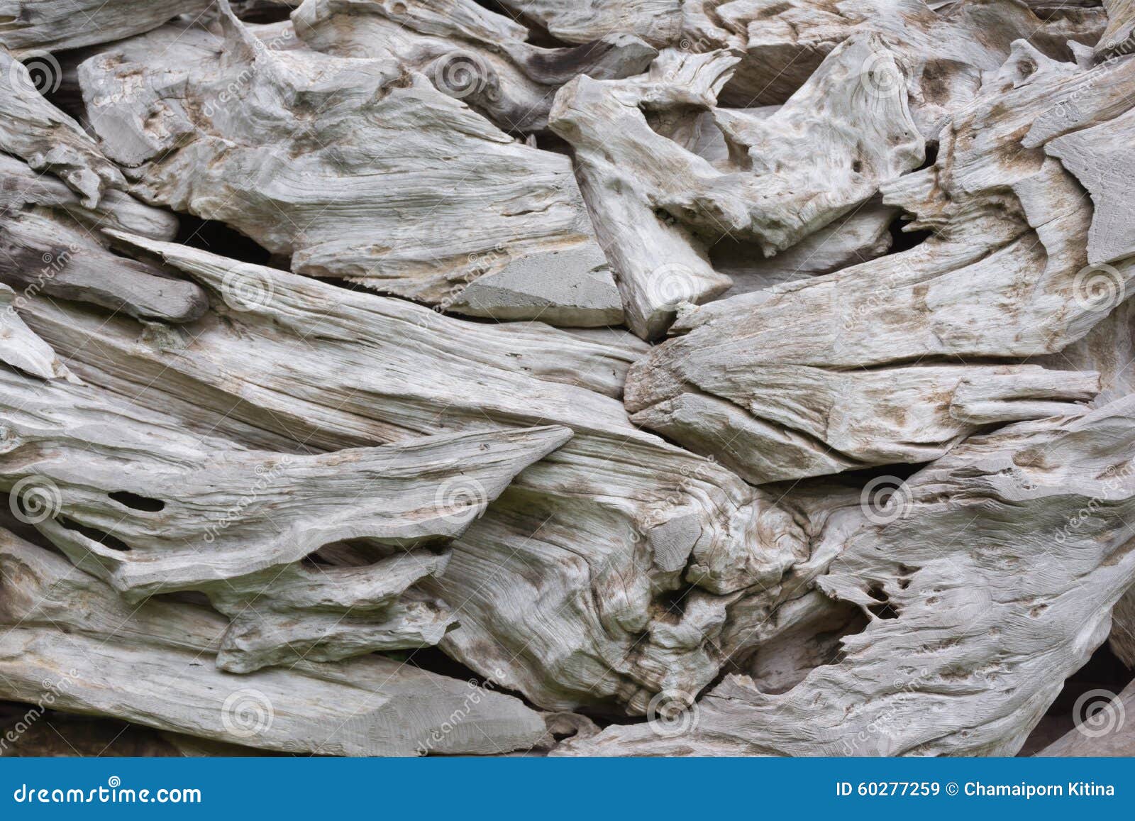 Driftwood Roots at the Park Stock Image Image of close, park 60277259